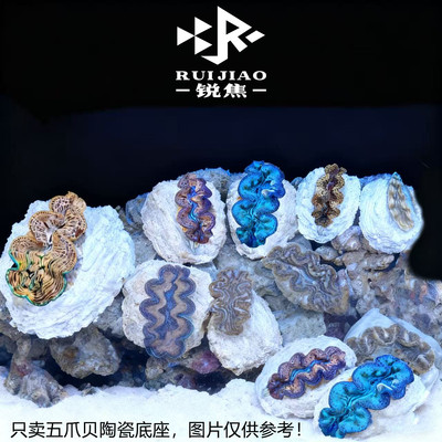 锐焦砗磲五爪贝基座贝壳海水鱼缸陶瓷圆方形纽扣繁殖造景