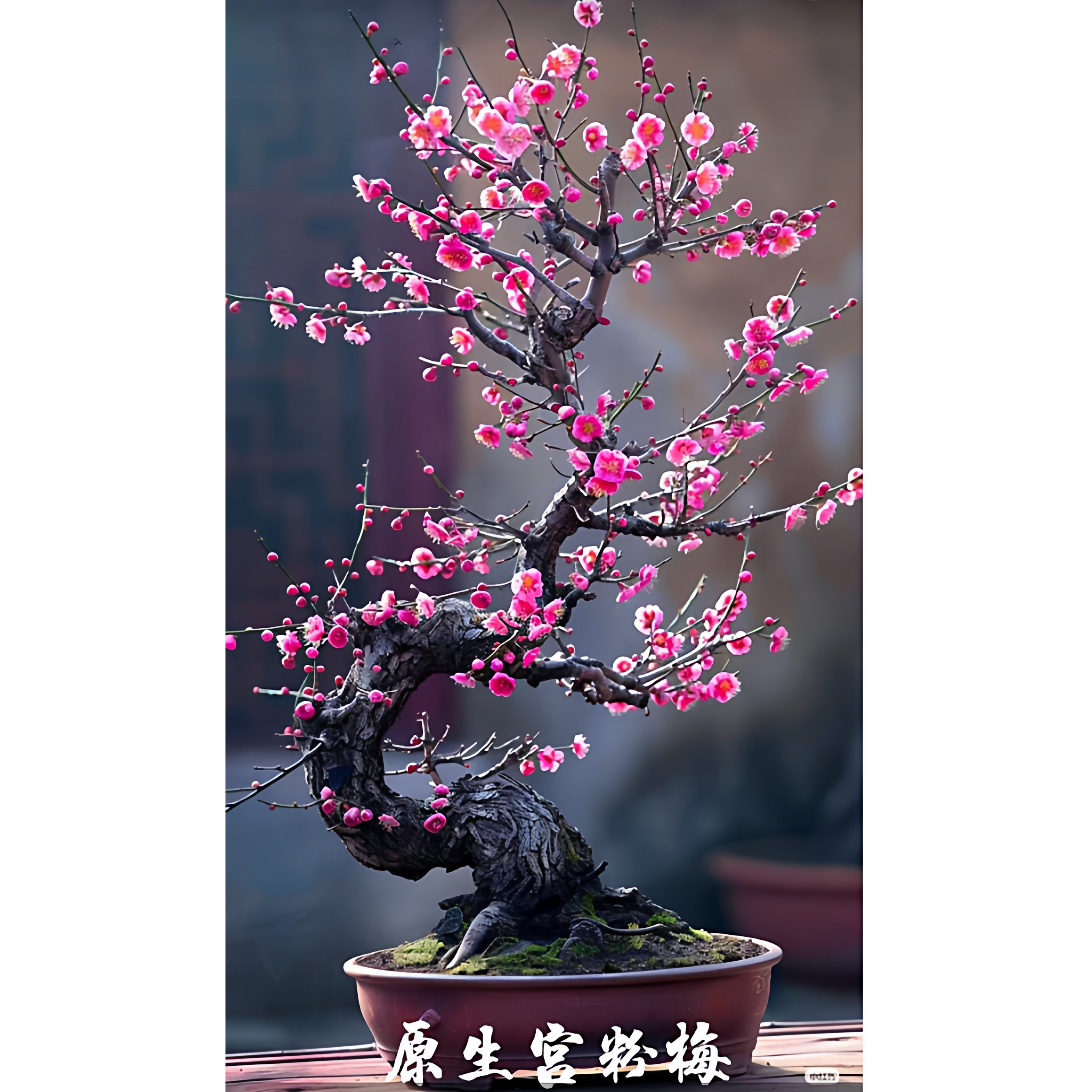 直播间（一物一拍）结缘您的专属梅花高端盆景！,鲜花速递/花卉仿真/绿植园艺,造型盆景,淘宝优惠券,粉丝福利购,淘宝优惠卷