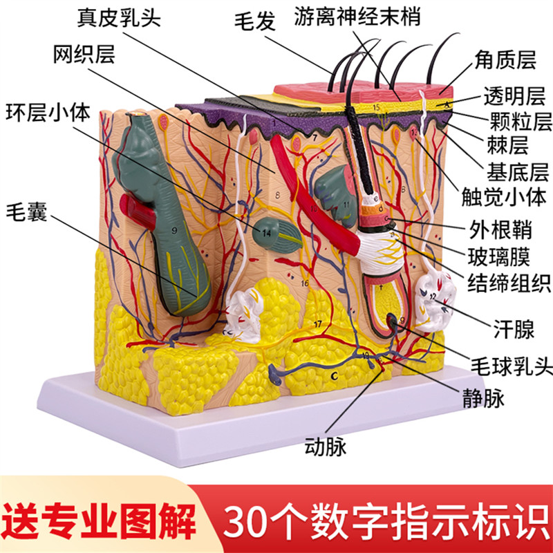 立体皮肤皮肤放大模型黄和教学