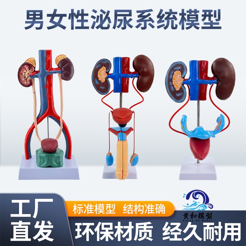 黄和男性泌尿系统模型教具