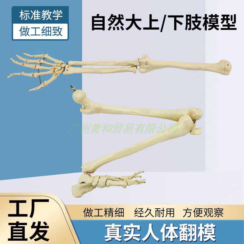 黄和自然大上肢骨成人手臂骨骼