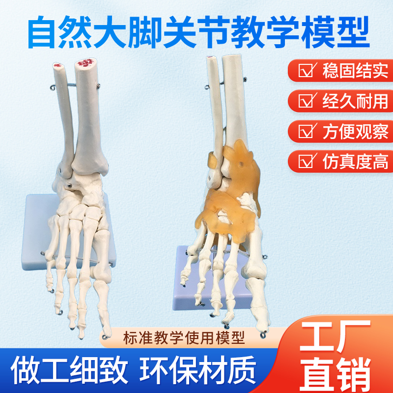 黄和模型脚踝关节人体模型教具