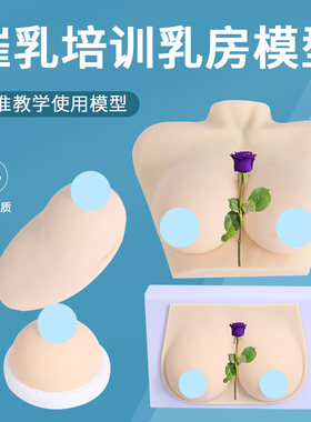 催乳师培训人体模型黄和教学