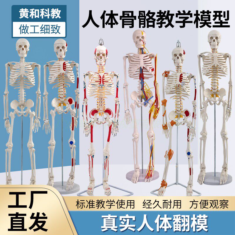 45 85 170cm人体骨骼模型全身人体骨架模型成人小白骷髅教学脊椎
