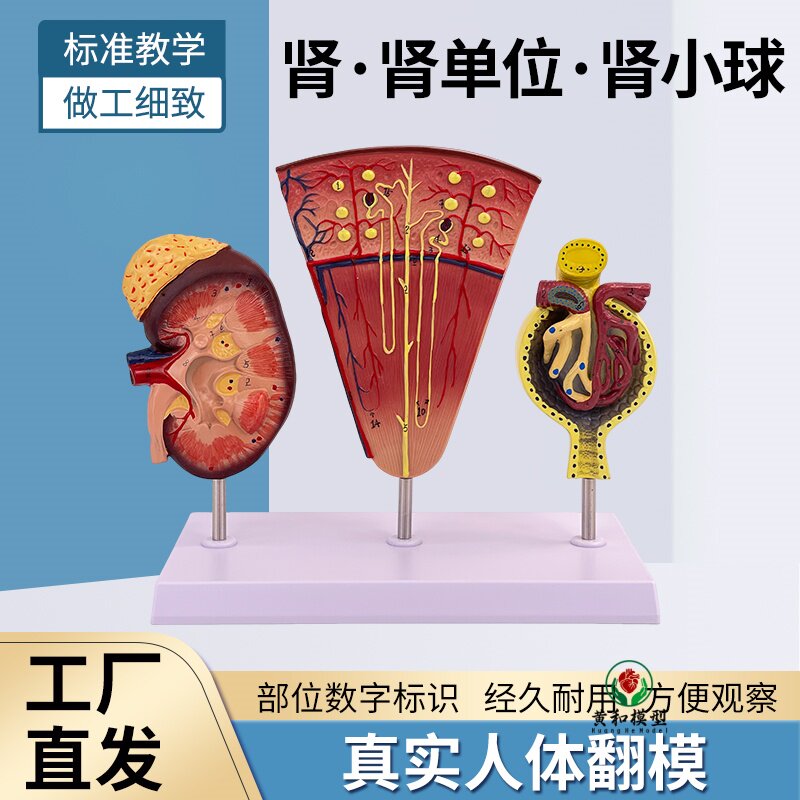人体肾脏结构解剖模型肾单位肾单元肾与小球立体泌尿系统医用教具