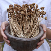 250g茶树菇干货农家特产野蘑菇生新鲜 不开伞香菇 包邮