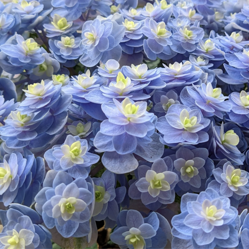 花都之韵  你我的惊喜口大花重瓣绣球花苗盆栽绿植庭院花园花卉