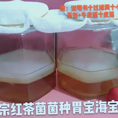 正宗红茶菌发酵菌种胃宝醋蛾子海宝食用菌/茶饮料酵素/康普茶种苗