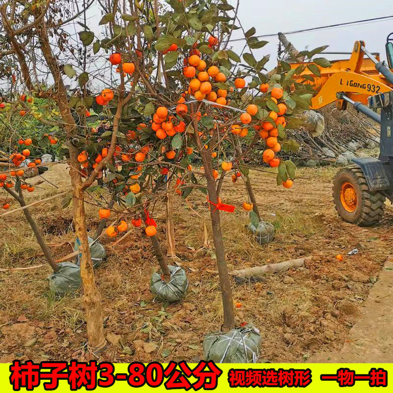 特大柿子树庭院果树南方北方当年结果脆甜柿南方北方带土球柿子树