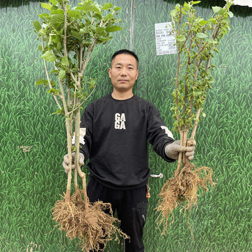 正宗桑葚树苗嫁接桑树苗长桑盆栽地栽果桑苗南北方四季种植桑树苗