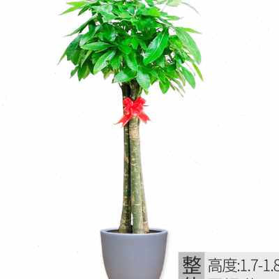3头发财树3粗杆发财树开业乔迁送礼办公室客厅大盆栽重庆o