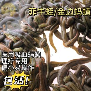 菲牛蛭 金边蚂蟥 医用理疗蚂蟥 活体 清淤 药用 水蛭素 宠物 鱼饵