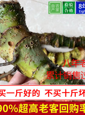 新鲜野生水勒芋簕茨菇藕勒慈菇茨菇水刺芋刺茨菇天河水簕芋夏菇草