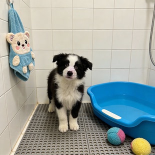 边牧幼犬高智商听话宠物狗温顺陪伴犬活体好养粘人网红健康可爱型