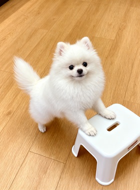 博美幼犬宠物狗真狗黄色黄小茶杯活体幼崽家养超小白色精品狗球形