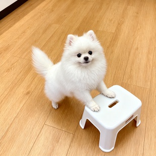 博美幼犬宠物狗真狗黄色黄小茶杯活体幼崽家养超小白色精品狗球形