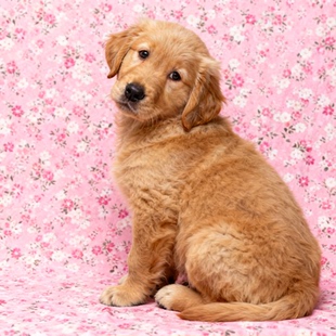 金毛幼犬巡回犬宠物狗听话大骨架大头看家活体导盲犬沙滩金大型犬