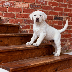 拉布拉多幼犬大骨架大型犬看家家庭活体巡回犬活物宠物白色短毛狗