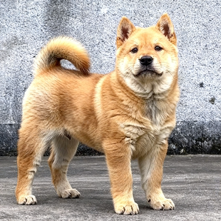 黄狗幼犬幼崽大小狗正宗广西土猎犬赶山犬家养看门狗农村狗狗活体