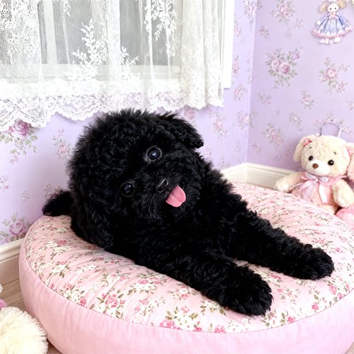 黑家庭犬纯黑小体型狗聪明