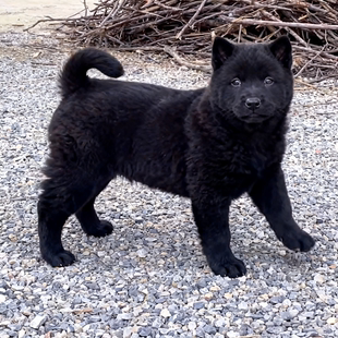 五黑犬幼犬赶山犬护主广西土猎犬忠诚短毛中华田园犬狩可爱狗狗狗