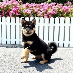 四眼铁包金忠诚小狗狗巡山犬护主猎犬正宗短毛赶便宜活体好看狗狗