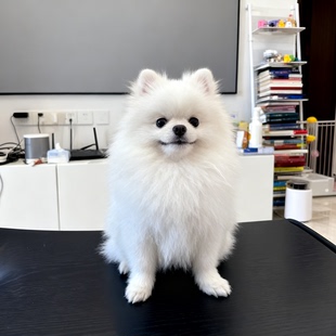 博美幼犬小型犬超萌便宜活物袖珍犬圆脸迷你小茶杯宠物狗精品小体