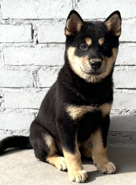 四眼铁包金银广西土猎犬便宜中华田园犬狗狗护主正宗好养活泼好看