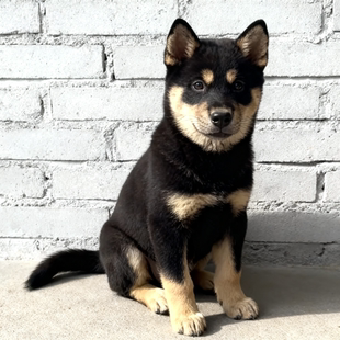 四眼铁包金银广西土猎犬便宜中华田园犬狗狗护主正宗好养活泼好看