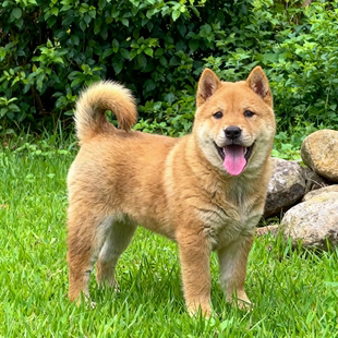 黄狗幼犬赶山犬活物小狗狗大型犬中华田园犬狩猎犬白面便宜狗土狗