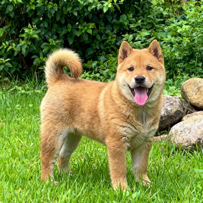 中华田园犬狩猎犬白面便宜狗土狗