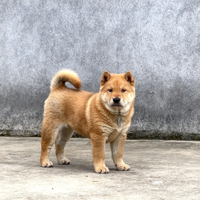 巡山犬小狗活体短毛活物农村狗