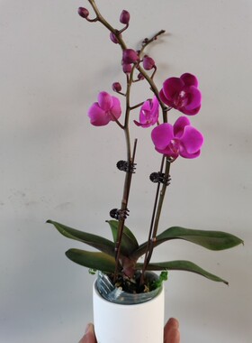 双剑蝴蝶兰年宵花带花苞盆栽四季开花花期长室内兰花卉包邮礼品