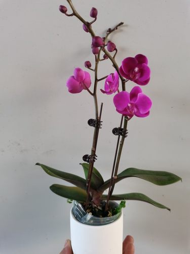 双剑蝴蝶兰年宵花带花苞盆栽四季开花花期长室内兰花卉包邮礼品