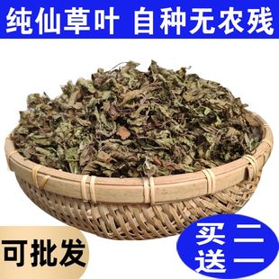 仙草干烧仙草原材料全叶仙草干烧仙草新鲜草干纯叶子全叶黑凉粉草