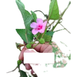 肖梵天花 中药材地桃花 肖梵天花根  拦路虎野棉花根纯根干货