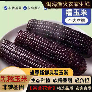 正宗东北黑土地黑糯玉米棒段软糯香甜粘苞米整箱真空包装优质粗粮