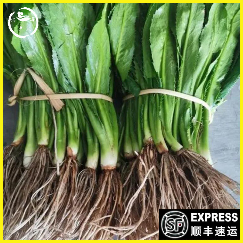 顺丰5斤_带根可种新鲜野生傣味大叶芫荽大香菜苗老缅甸刺芹云南