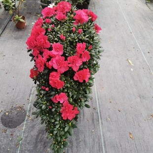 大颗红色杨梅红悬崖造型高山流水凤尾一帆风顺杜鹃花多年原生苗