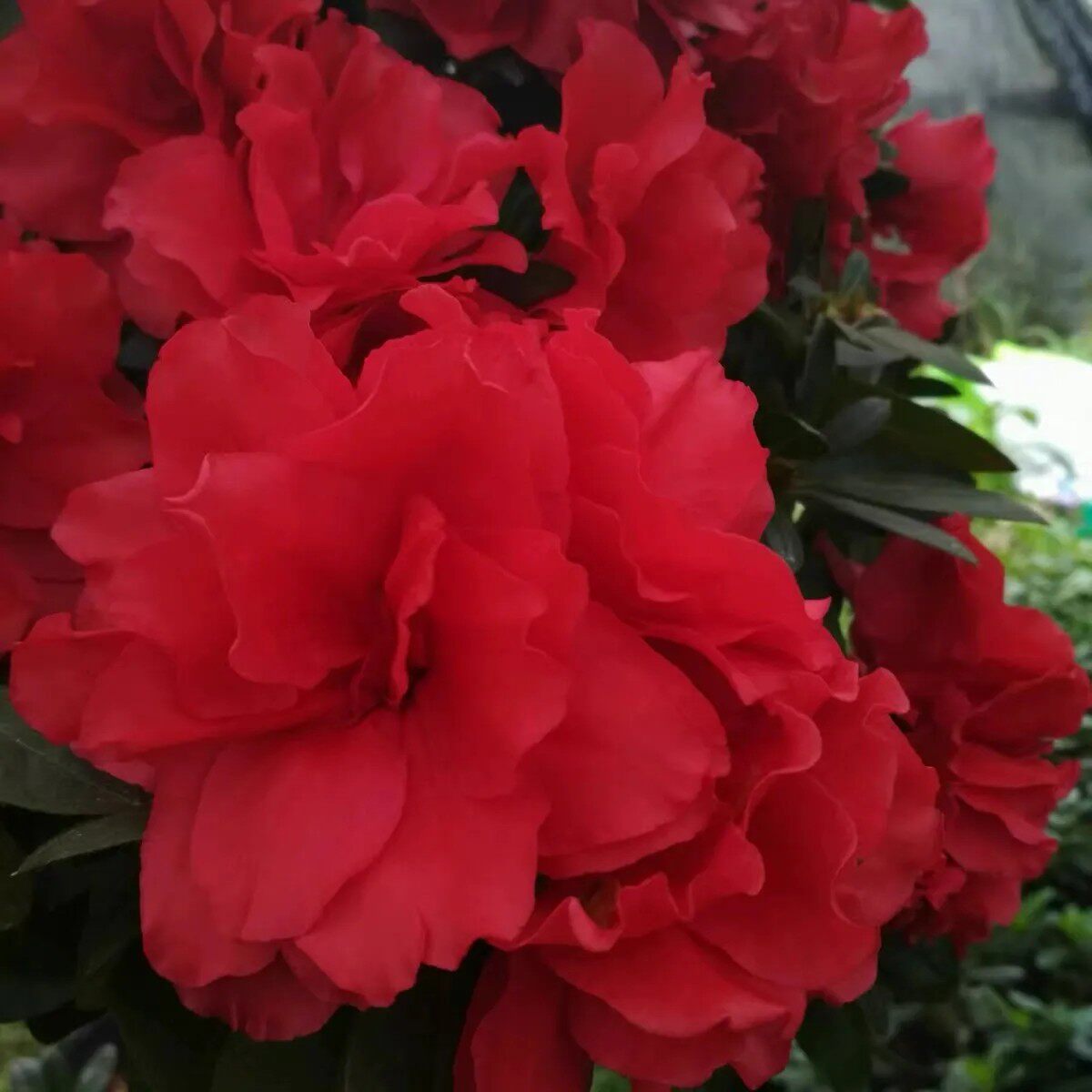 红色重瓣大富贵稀少品种原生大颗原生苗带花苞四季盆栽花卉绿植