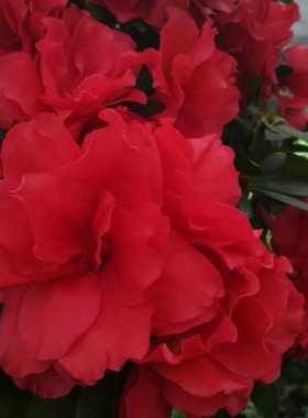 红色重瓣大富贵稀少品种原生大颗原生苗带花苞四季盆栽花卉绿植