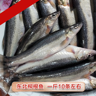 东北冷水柳根鱼活鲜鱼鲜活水产小鱼生鲜小杂鱼小河鱼江鱼新鲜淡水