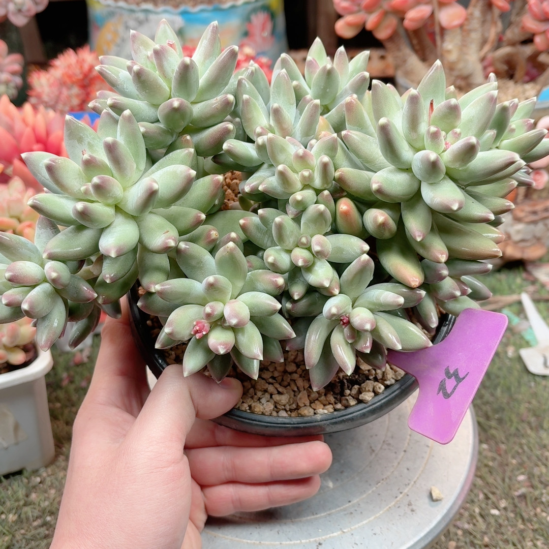 32星空美人,鲜花速递/花卉仿真/绿植园艺,多肉植物,淘宝优惠券,粉丝福利购,淘宝优惠卷