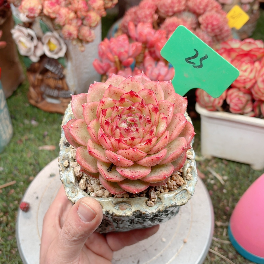 23法拉利内里,鲜花速递/花卉仿真/绿植园艺,多肉植物,淘宝优惠券,粉丝福利购,淘宝优惠卷