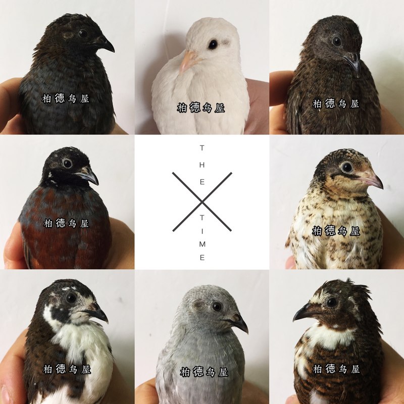 宠物鹌鹑素材模板 宠物鹌鹑图片下载 小麦优选