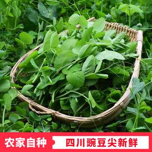【农家自种】四川豌豆尖新鲜蔬菜现摘豌豆苗碗豆菜火锅菜龙须菜