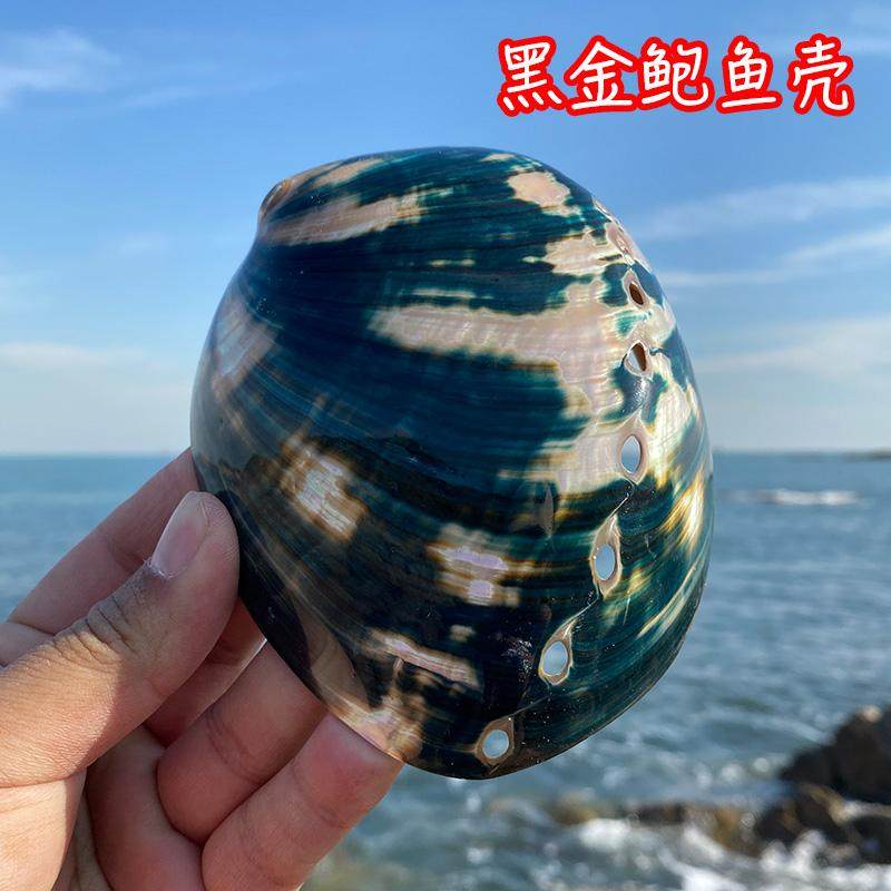 黑金鲍鱼壳鱼缸造景水族装饰品拍摄道具创意家居摆件天然海螺贝壳,家居饰品,海螺/贝壳/珊瑚,淘宝优惠券,粉丝福利购,淘宝优惠卷