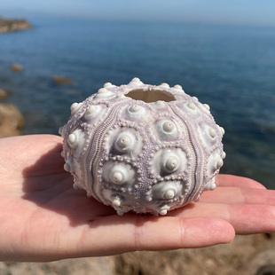 天然海螺贝壳海胆壳送礼结婚礼物创意饰品海胆灯手工diy文创材料