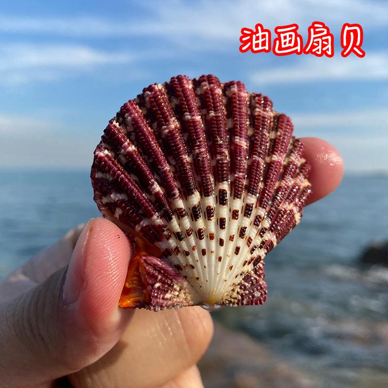 天然海螺贝壳工艺品油画扇贝壳创意鱼缸水族造景地台墙贴装饰摆件图片