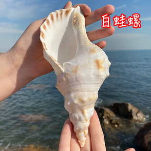 天然海螺贝壳大号白法螺摆件鱼缸造景工艺品海洋礼物收藏纪念品